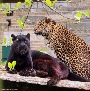 Das Leopardenbruderpaar Gamba und Kito ist die neueste Attraktion des Stralsund Zoos.